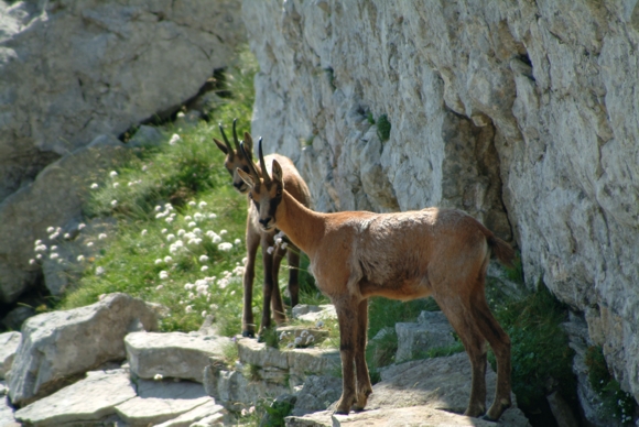 Camoscio d''Abruzzo Rupicapra pyrenaica ornata